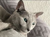 Reinrassiger Russisch blau Kater