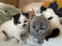 BKH Britisch Kurzhaar / BLH Highlander Kätzchen Kitten Babys geimpft+Stammb. aus Sachsen