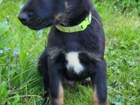 Hundewelpen Welpen Großer Schweizer Sennenhund Schäferhund Dobermann Mischling