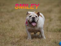 Gesunde Reinrassige Englische Bulldogge Welpen