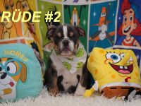 Gesunde Reinrassige Englische Bulldogge Welpen