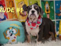 Gesunde Reinrassige Englische Bulldogge Welpen