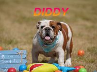 Gesunde Reinrassige Englische Bulldogge Welpen