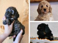 Cockapoo / Goldendoodle Welpen, (ähnlich Kleinpudel Hybriden, Cavapoo, Maltipoo)