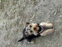 Verspielter Yorkshire Terrier Welpe sucht verantwortungsvolles Zuhause
