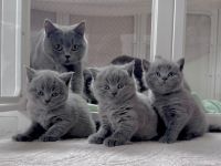 BKH Kitten reinrassig
