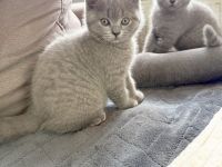 Noch 1 Britisch Kurzhaar Kater (11 Wochen alt) in 1 Woche abzugeben