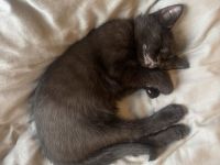 BKH Kater abzugeben – geimpft & kastriert