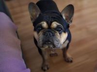 Französische bulldogge