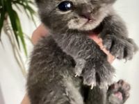 BKH Kitten Silver Tabby reinrassig