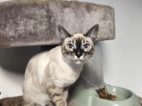 Reinrassige Bengal Snow Kitten mit Stammbaum