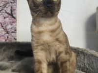Reinrassige Bengal Snow Kitten mit Stammbaum
