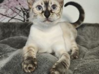 Reinrassige Bengal Snow Kitten mit Stammbaum