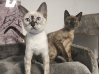 Reinrassige Bengal Snow Kitten mit Stammbaum