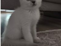 🐾 Wunderschöne BKH Kitten-Dame sucht liebevolles Zuhause 🐾