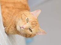 Rothaarige Kater abzugeben
