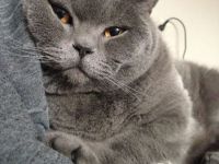 BKH Blue Xl Kater