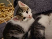 2 liebe Katzenbabys suchen ein Zuhause – geimpft & entwurmt
