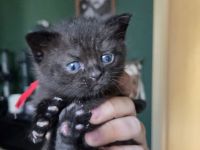 Süße Britisch Kurzhaar kitten ab Mitte/Ende Juli