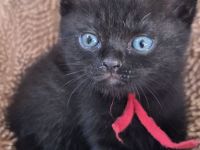 Süße Britisch Kurzhaar kitten ab Mitte/Ende Juli