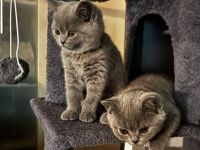 British Kurzhaar Kitten suchen ein liebevolles Zuhause