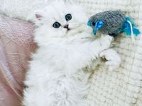 Traumhaftes Perser Chinchilla Katerchen mit klassischem Näschen sucht liebevolles Zuhause