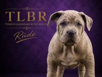 American Bully