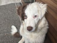 Border collie Hund