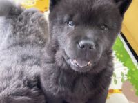 Liebevolle Chow-Chow Welpen suchen ein neues Zuhause