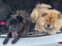 Liebevolle Chow-Chow Welpen suchen ein neues Zuhause