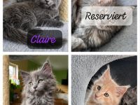 Reinrassige Maine Coon Kitten