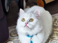 Langhaare Persische Katze sucht ein neues Zuhause