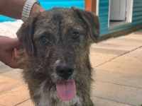 Freddie, ein absoluter Gute-Laune-Hund! 7M, 44cm