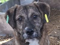 Freddie, ein absoluter Gute-Laune-Hund! 10M, 41cm