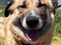 Lydia, 05/23 - ruhige, gemütliche Schmusemaus sucht Familie