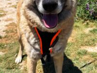 Lydia, 05/23 - ruhige, gemütliche Schmusemaus sucht Familie