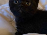 🐾 Zwei wunderschöne BKH-Kitten suchen ein liebevolles Zuhause 🐾