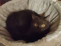 🐾Wunderschönes BKH-Kitten sucht ein liebevolles Zuhause 🐾