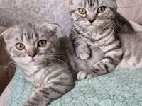 2 Kitten BKH, Katzenbabys