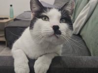 Hamlet sucht ein kuscheliges Körbchen