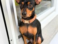 Bandit in 70329 Stuttgart sucht sein Für-immer-Zuhause
