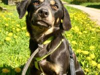 Nita in 92431 Neunburg sucht ihr Für-immer-Zuhause