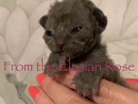 Zuckersüße Devon Rex mit Stammbaum