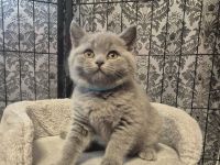 Wunderschöne BKH-Kitten suchen ihr Für-Immer-Zuhause