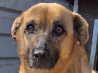 Marcy, hübsche Hündin sucht liebevolles Zuhause mit Körbchen, 1.5J, 41 cm