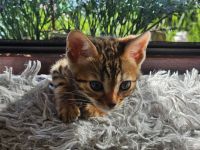 Bengal Kitten
