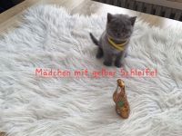 Bkh Reinrassige Kitten