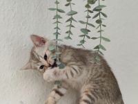 Bengal-Mix Babykater Kitten
