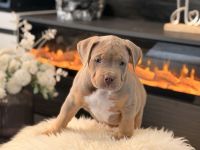 American Bully XL Welpen suchen ein Zuhause!