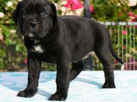 Top Cane Corso Welpen mit Papiere Deutsche Zucht seit 1991 !!
